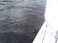 Bassmaster loses a lunker!