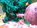 A. Gabuense killifish