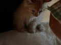 Fido and bubbles=best friends
