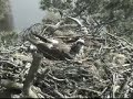 Loch of the Lowes Ospreys 14 May 2012 14.23hrs - Intruder still about - Copyright SWT
