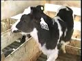 Inside Mendes Calf Ranch