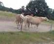 Pferde moschen !!!