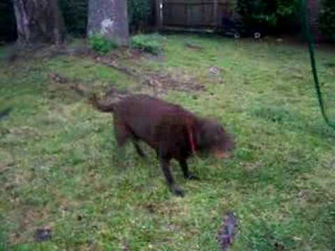 Funny Chocolate Lab jumping completely off the ground