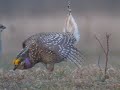 Sharptail Grouse Dancing