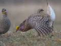 Sharptail Grouse Dancing
