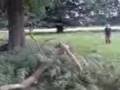 MehNdDerekJumpingInDeerPark