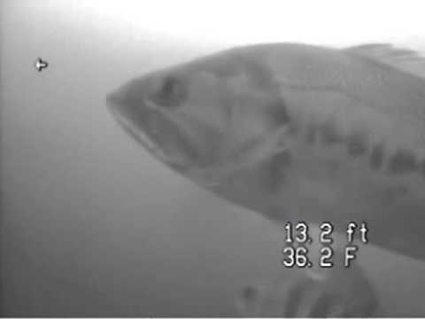 Yellow Perch Aqua-vu Video