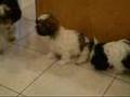 Shih-Tzu Puppy (shitzu)