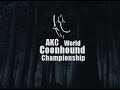 AKC World Coonhound Championship hunt with music!!
