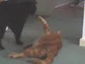 Wrestling Cats Wrestling Cats