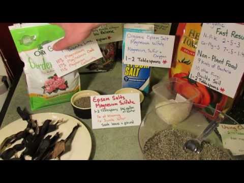 how to fertilize english box