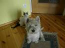 Dog and cat playing together (part 1) Dog and cat playing together (part 1)
