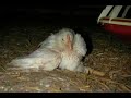 Gl�ckliche H�hner?