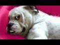 amerikaanse bulldog ringo, i'm to sexy for my car