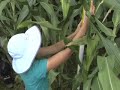 Plant Science
