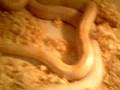More-SEX-Snakes