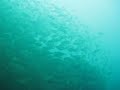 Jew Shoal, Noosa Heads