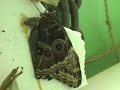 A Morpho Butterfly emerging from its cocoon. This video was produced as an eco-educational initiative for the students of La Escuela Hacienda Jaco in Costa Rica. This video will be used in the classroom to enhance the educational experience of the Hacienda Butterfly Garden Project. For more information on E4 and our travel services, programs, and projects focused on sustainable tourism and develpment in Costa Rice, visit our website at WWW.E4COSTARICA.COMHigh quality Costa Rica video available via podcast feed on our site!