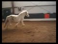 Jessie Free Lunging