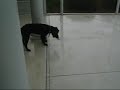 Rainy day with the dogs