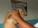 Grooming - Preparo de gatos persas para Exposição
