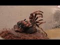 Brachypelma Smithi 9th Level