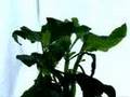 Salvia Divinorum
