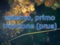 DivingLazzaro Immersione al \"Vapore\" di Cannitello DivingLazzaro Immersione al \"Vapore\" di Cannitello