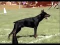 working dobermann in french ring sport trial
