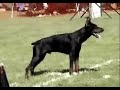 working dobermann in french ring sport trial