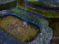 ??????? 
honenin(japanese buddhisit )-temple

????????????????????
water sound and classical music, too