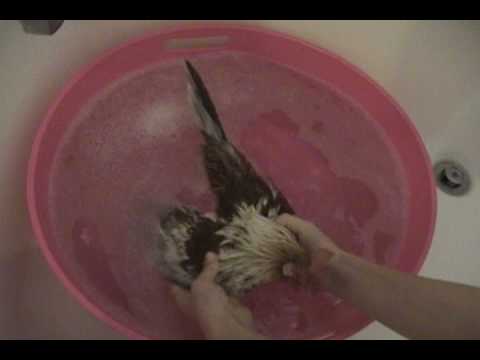 how to clean a chicken's vent