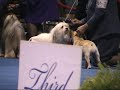 French bulldog Ch Lionheart's Fortune Cookie Eukanuba 2 of 2