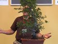 Walter Pall bonsai demo: Carpinus orientalis - part 2/4