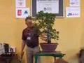 Walter Pall bonsai demo: Carpinus orientalis - part 2/4