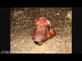 Pig Head/Squirrel Attack! Time Lapse Forensic Decomposition Study 720p HD