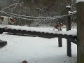 Beagle Olivia: Die Hängebrücke