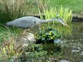 Heron fishing in garden pond Heron fishing in garden pond