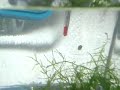 Dwarf Puffer Fry - 4 weeks old approximately