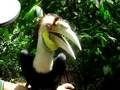 Man Kisses Lovely Bird Hornbill