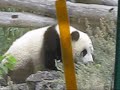 Fu Long, Zoo Vienna