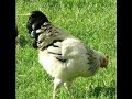 techno-chicken-feat-dominos-remix.html