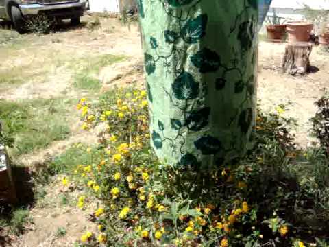 how to fertilize bell peppers