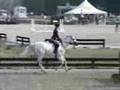 Tappen Zee - schooling ponies