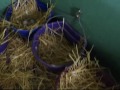 www.permies.com Monica of At Wits End Homestead in Victor, Montana (a bit south of Missoula) talks about her deep bedding system for her chickens. Her chicken coop uses chopped up used christmas trees. She also talks about her experiments with deep bedding. Originally she used leaves and then she tried wood shavings But she found she was having to put down more every few days. With the chopped up christmas trees, she was adding more just once every month or so. Deep bedding is where you throw more bedding down all winter long without mucking out the coop. Then you muck out the coop once a year. She also shows off using buckets for nesting and how this helps with mite control. Music by Jimmy Pardo