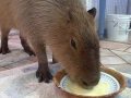 Caplin Rous: Eating Yogurt