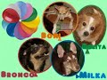 Nobleza Canina Nobleza Canina