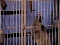 parrot tring to hurry(ببغاء يهرب من القفص)
