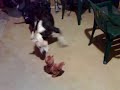 PIT BULL FIGHT!! Gomer, Our dumb pit bull VS TOY DOG PIT BULL FIGHT!! Gomer, Our dumb pit bull VS TOY DOG
