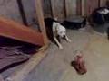 PIT BULL FIGHT!! Gomer, Our dumb pit bull VS TOY DOG
